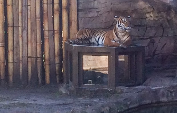 Mamma tiger sitting atop the pop up viewing box.