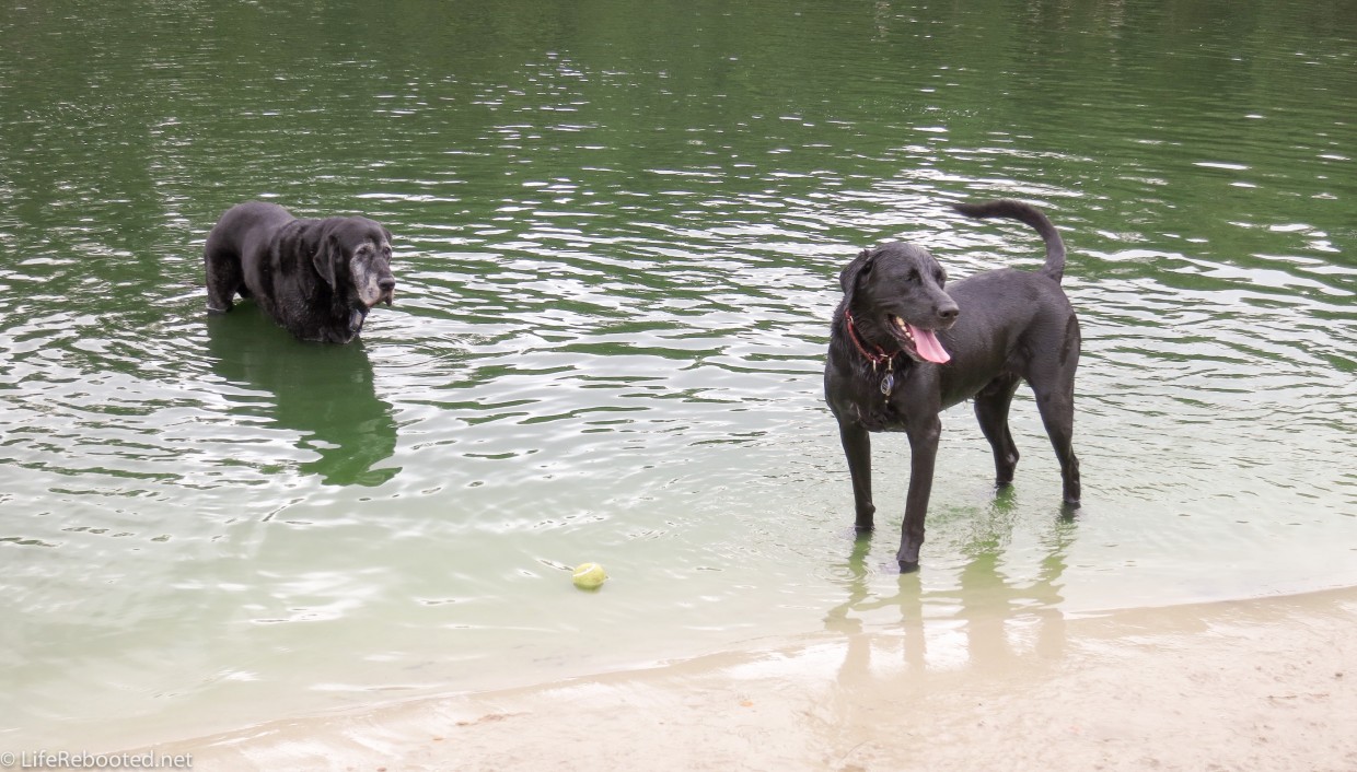 Opie and Max enjoying the lake at Dog Wood Park.