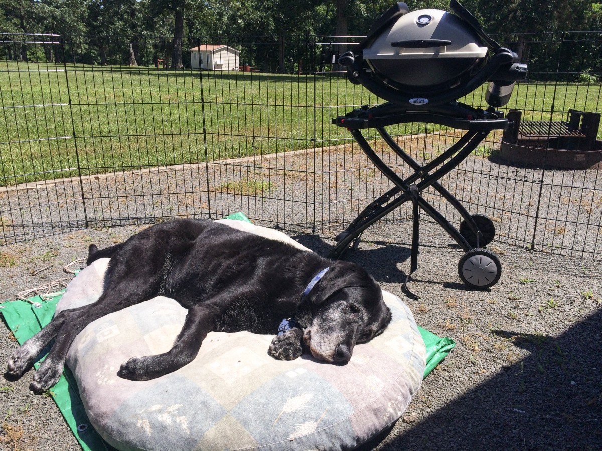Max getting some sun at Lake Fairfax Campground