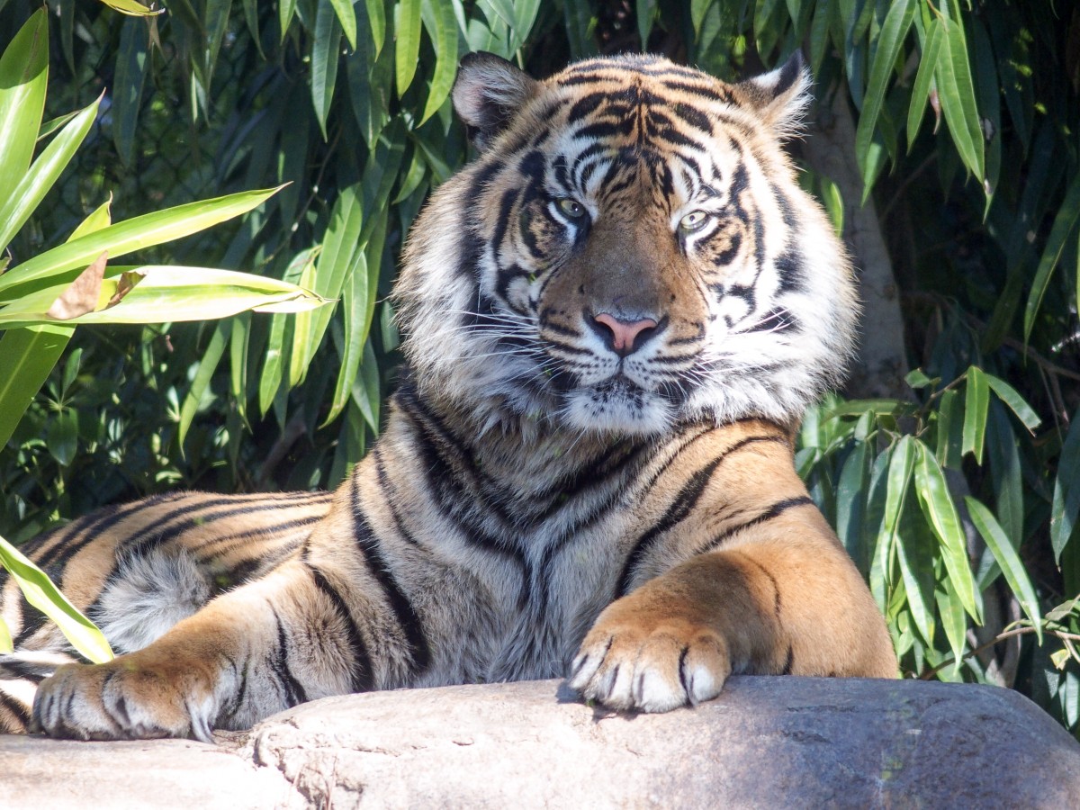 One of the Sumatran Tigers keeping an eye on us...
