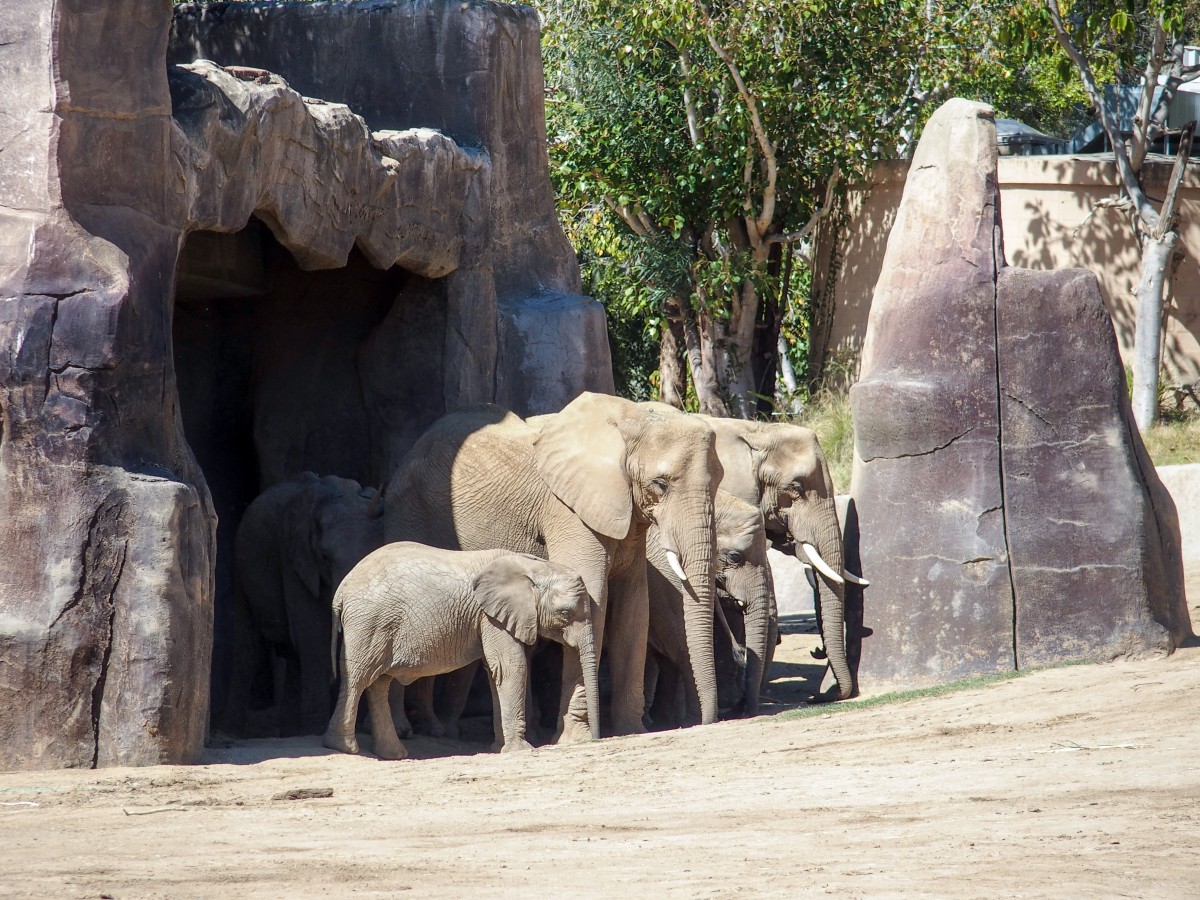 The Zoo has been successfully breeding African Elephants and sending some to other zoos.