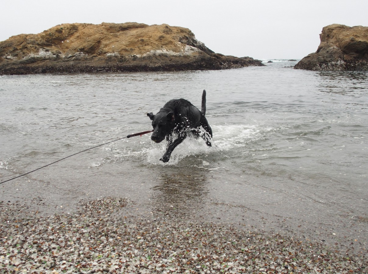 Opie's always thrilled when we find a beach where he can play fetch.