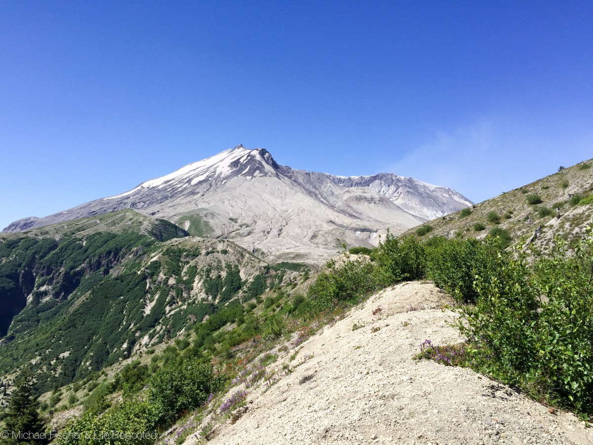 Mount St. Helens re-enters our view, closer and clearer, after our first mile on the trail