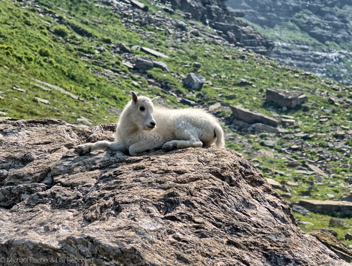 Mountain Goat kid hanging out on a rock, enjoying the view