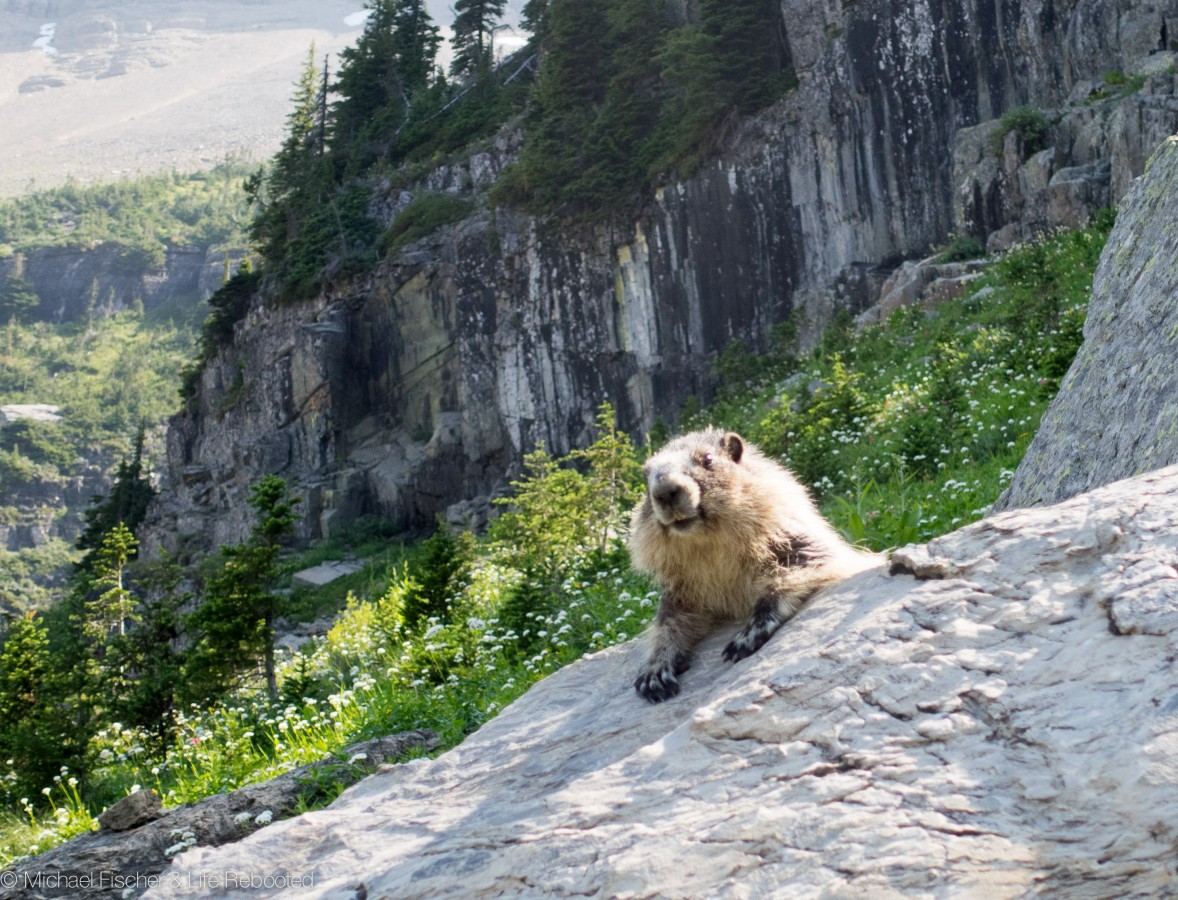 Hoary marmot relaxing in the sun