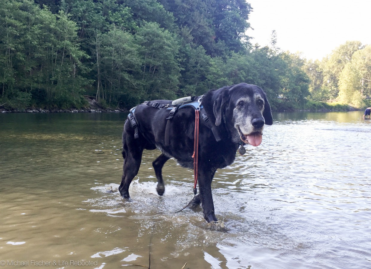 Max enjoying the Tolt river, near Seattle WA.