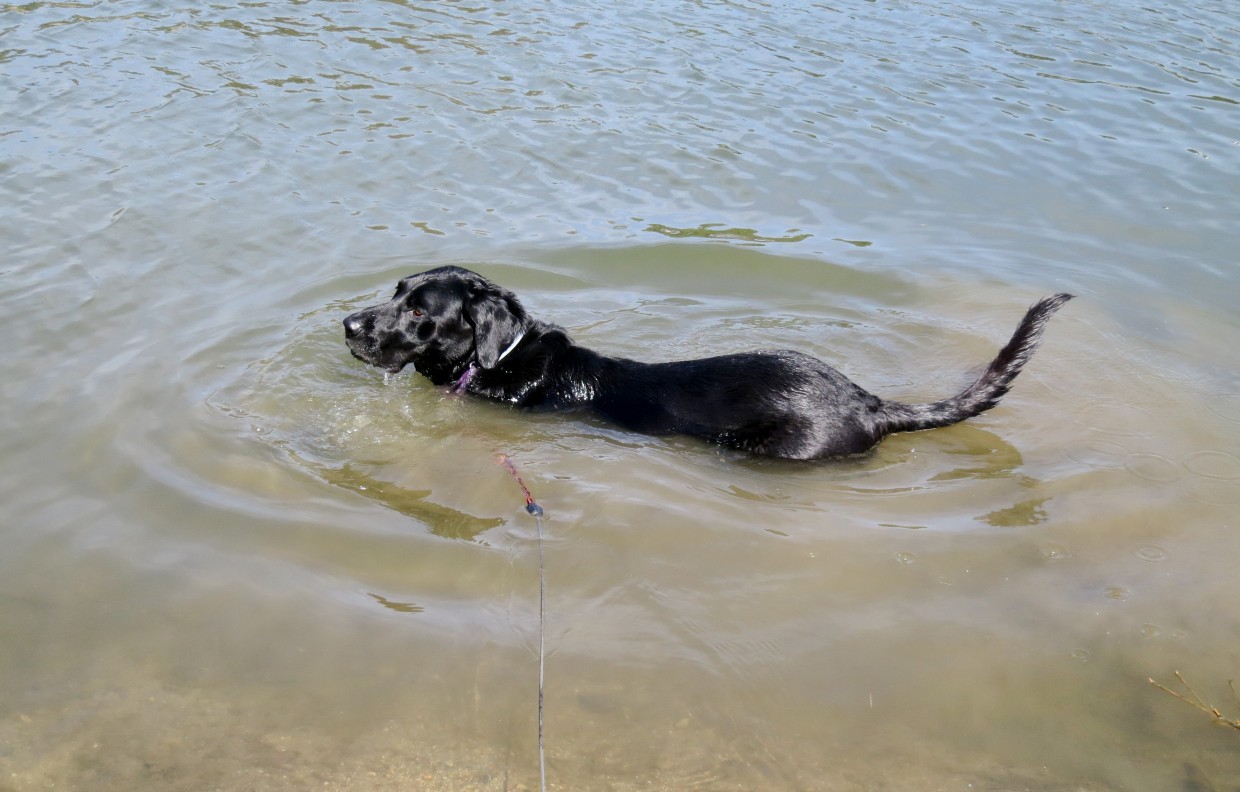 Opie always enjoys a swim after a long hike