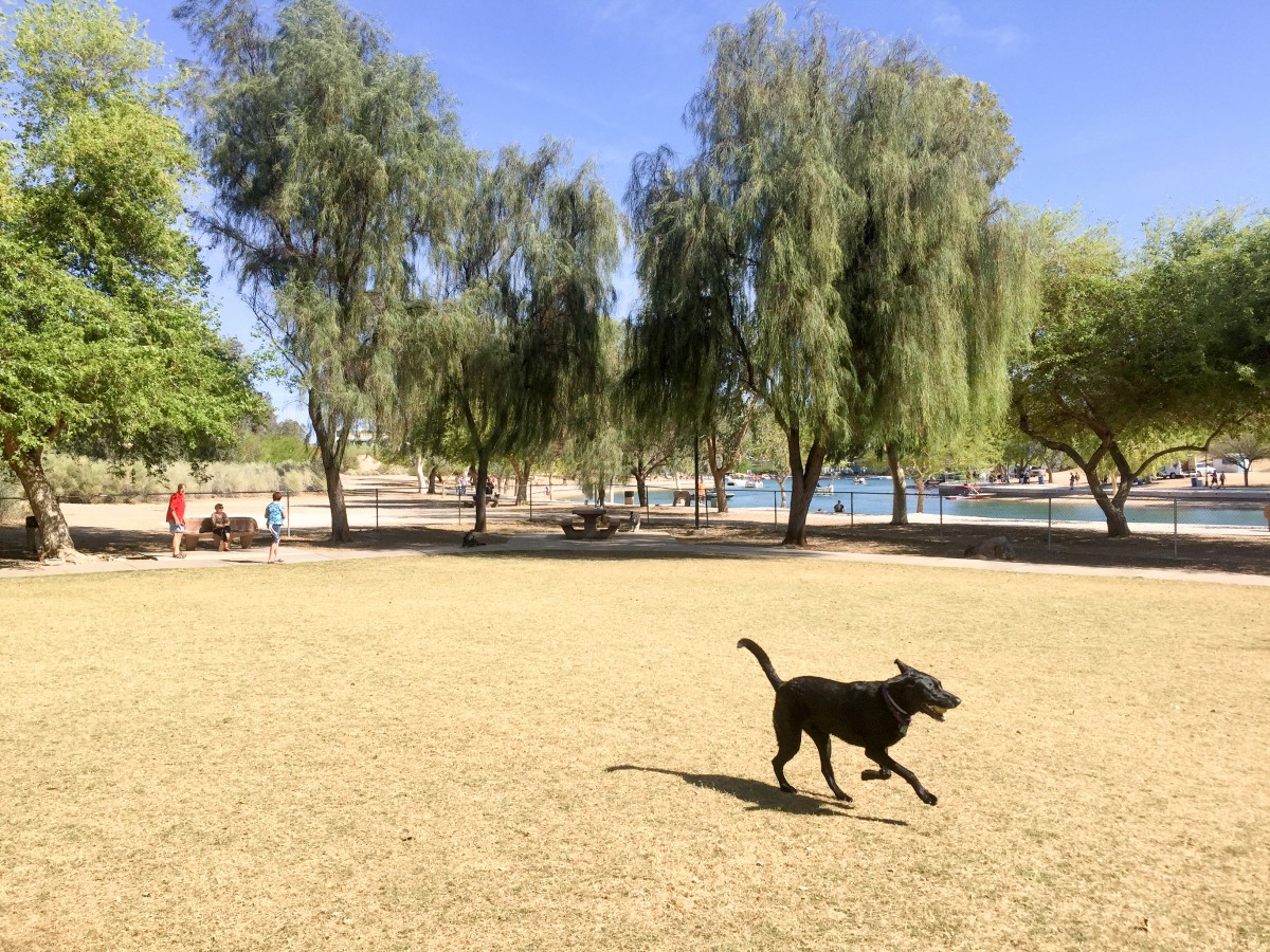 Opie loves having a nice big dog park just 30 feet from the channel