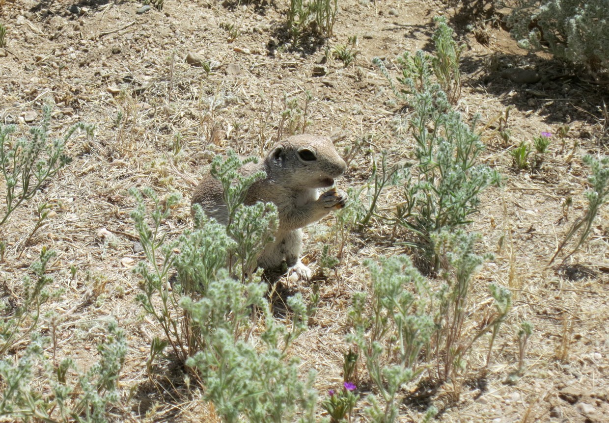 One of the zillion or so prairie dogs at Catalina State Park