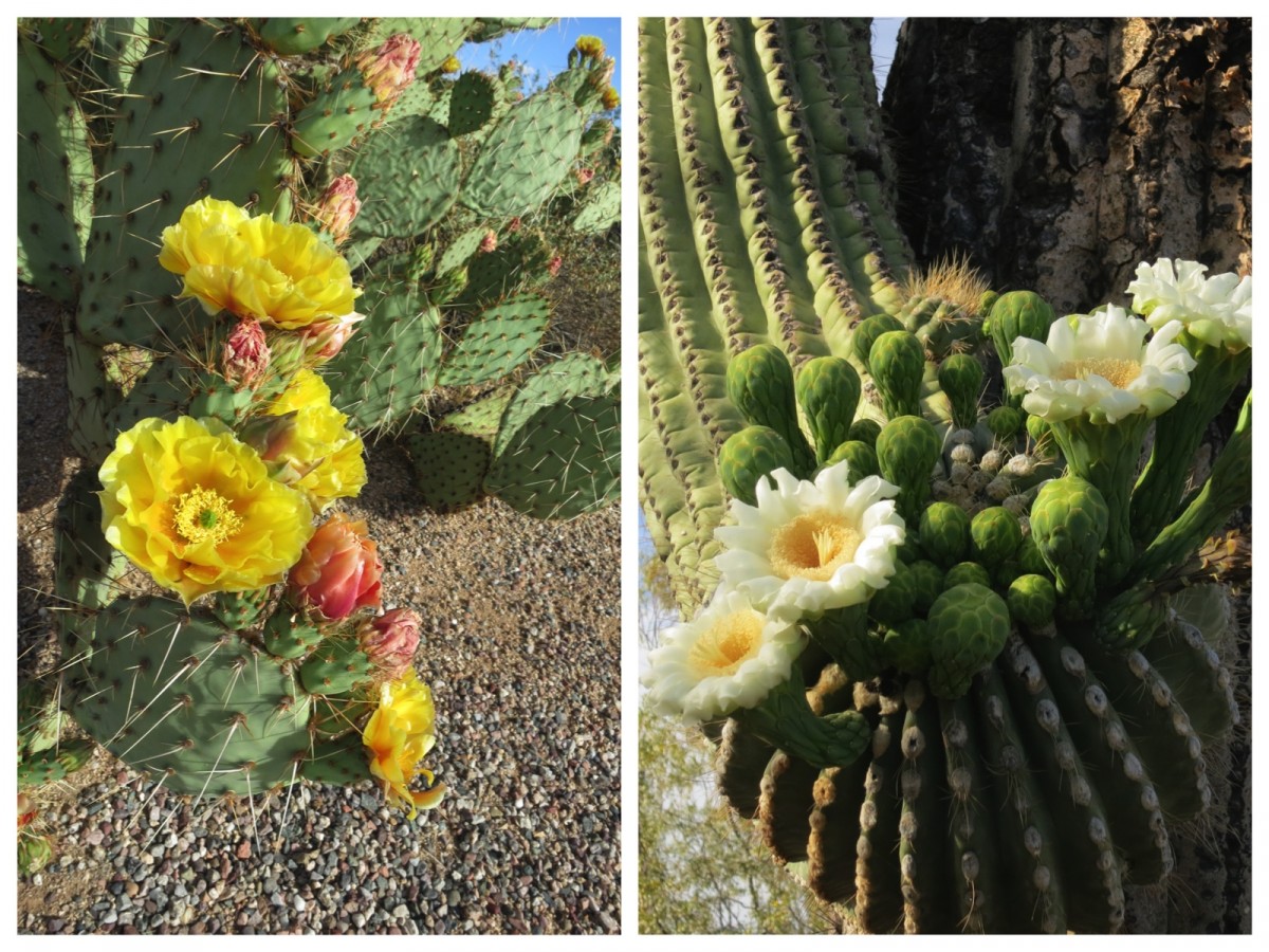 Cacti