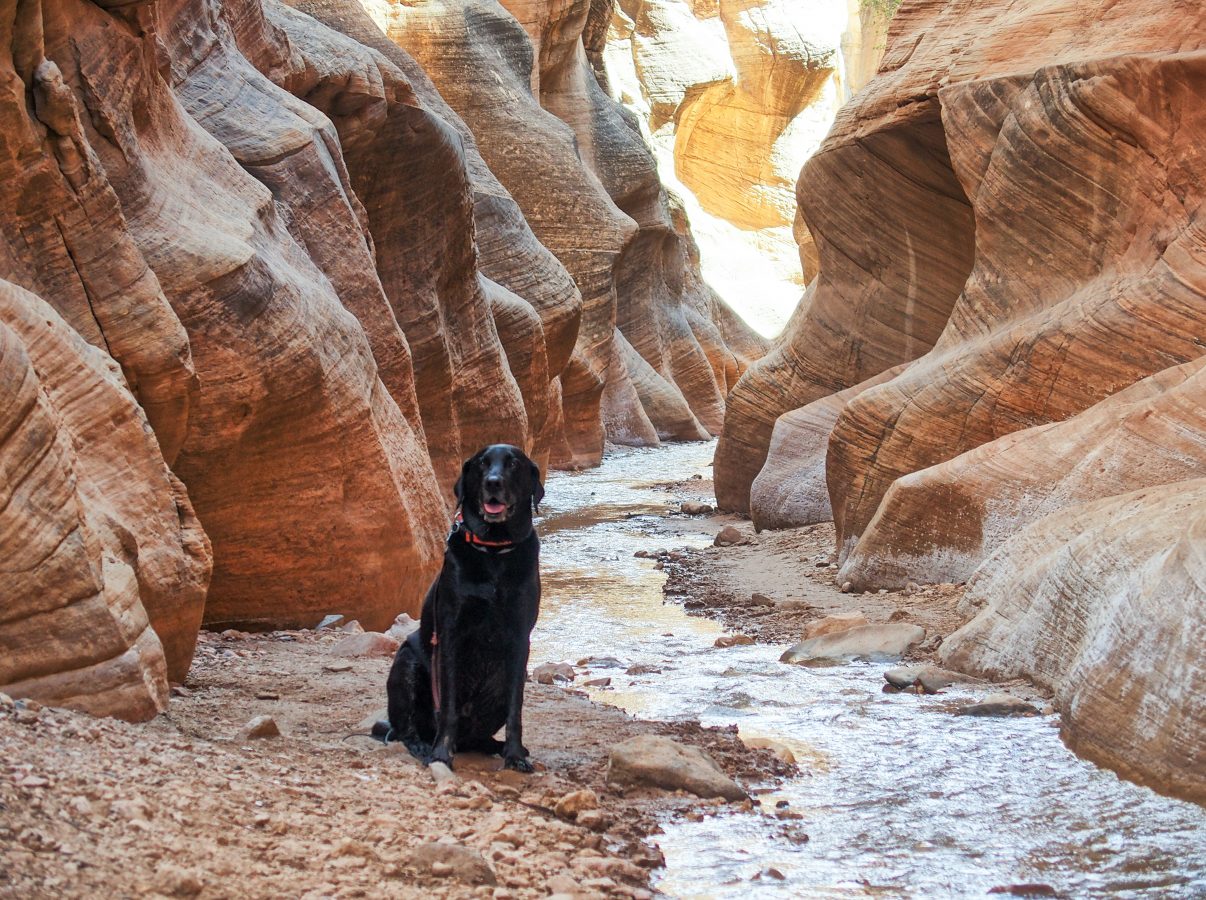 Opie loved the Willis Slot Canyon... an entire hike along a stream.