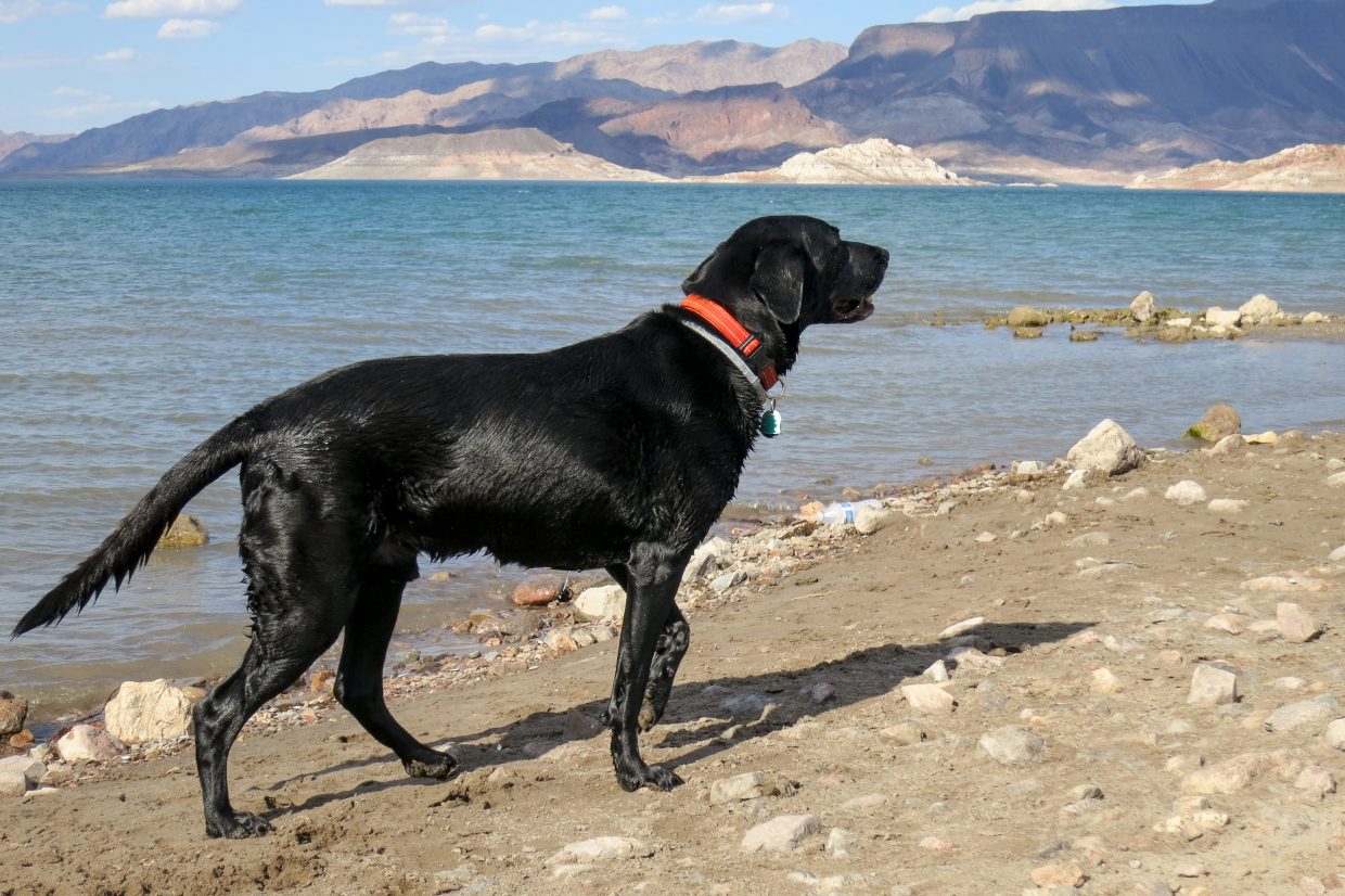 Lake Mead was Opie's only activity during our stay.