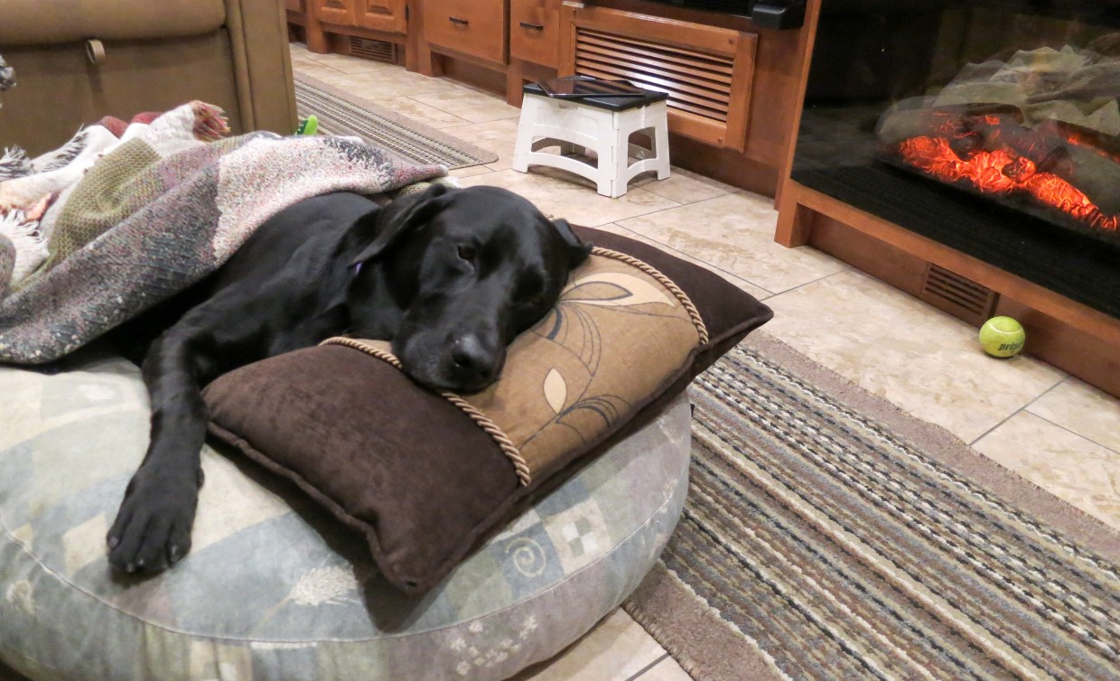 Opie turned five in 2014. This was a particularly chilly evening!