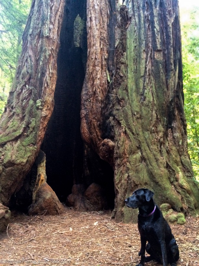 Henry Cowell Redwood State Park