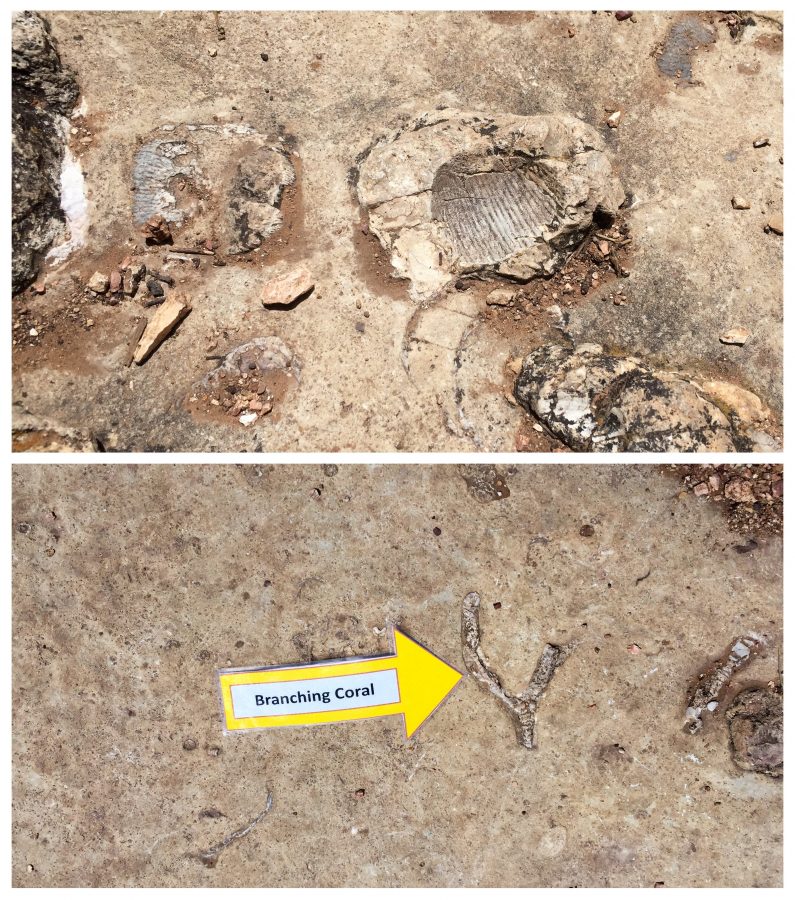 Fossils everywhere!
