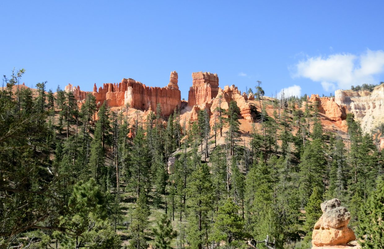 Trees!