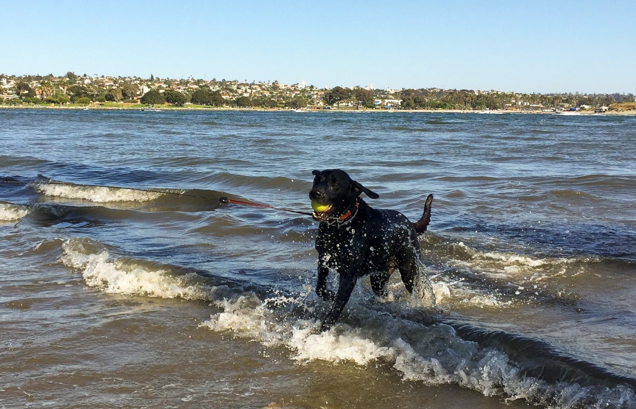 Opie loved being camped right next to the beach.